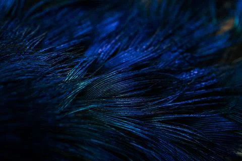 Feather background. Stock Photos