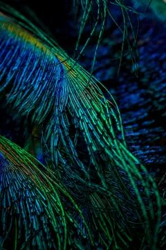 Feather background. Stock Photos