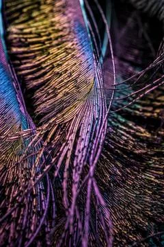 Feather background. Stock Photos