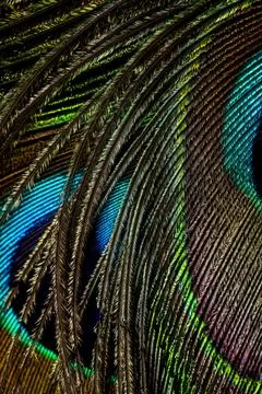 Feather background. Stock Photos