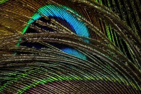 Feather background. Stock Photos