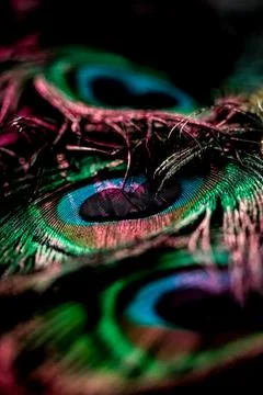 Feather background. Stock Photos