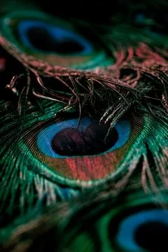 Feather background. Stock Photos