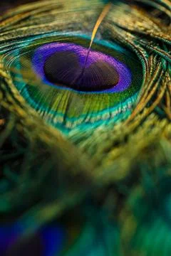 Feather background. Stock Photos