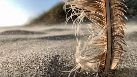 Feather on beach 2 slow motion Video stock 118484703