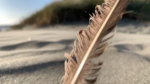 Feather on beach blowing in the sand Video stock 118484799