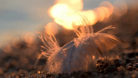 Feather in the beach Video stock 98318195