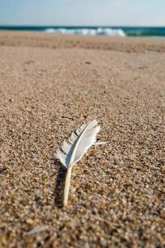 Feather on Beach 库存照片