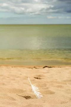 A feather on the beach Stock Photos