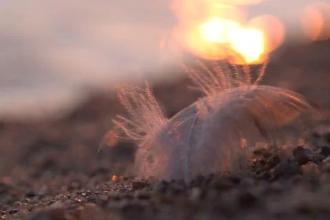 Feather in the beach Stockfoto's
