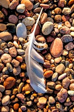Feather on a beach Stock Photos