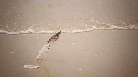 Feather in Beach Sand Whit Low Tide Waves Background (Shot 2) Stock Footage 53680002