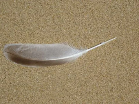 Feather On The Beach Seashore Sand Stock Photos
