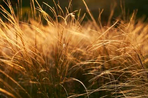 Feather on a beautiful sunset background Photos