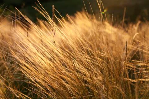Feather on a beautiful sunset background Stock Photos