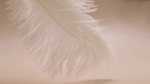 Feather on beige background, softness and tenderness, lightness and beauty,.. Stock Footage 252021283
