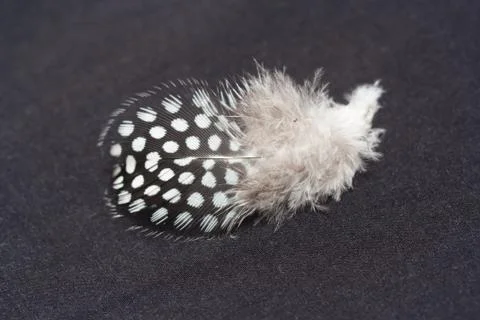 Feather of a bird on a black background Stock Photos