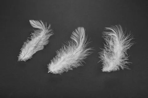 Feather from a bird on a black background Stock Photos