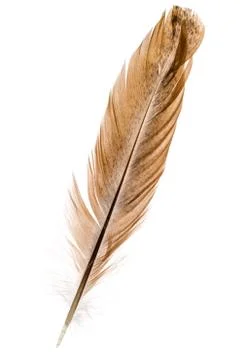 Feather bird isolated on a white background Stock Photos