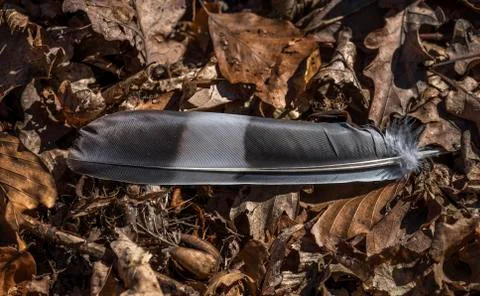Feather from a bird 스톡 사진