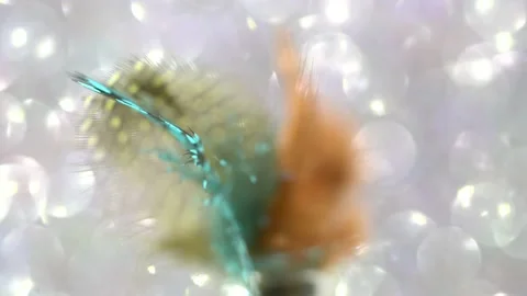 Feather from a bird rotates in front of bokeh Stock Footage 220122735