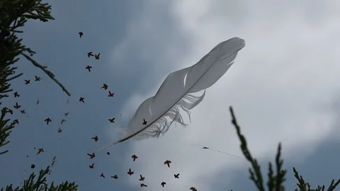 The feather of a bird on the web sways in the wind against the blue sky Stock Footage 100288852