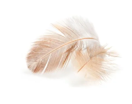 Feather of a bird on a white background Stock Photos