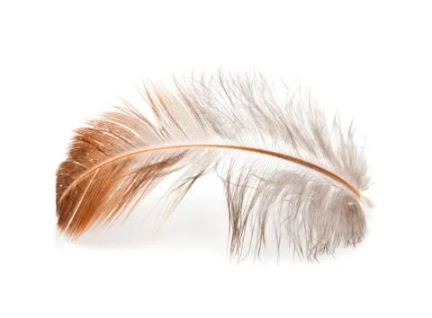 Feather of a bird on a white background Stock Photos