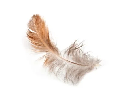 Feather of a bird on a white background Stock Photos
