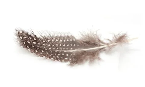 Feather of a bird on a white background 스톡 사진