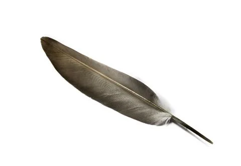 Feather of a bird on a white background Stock Photos