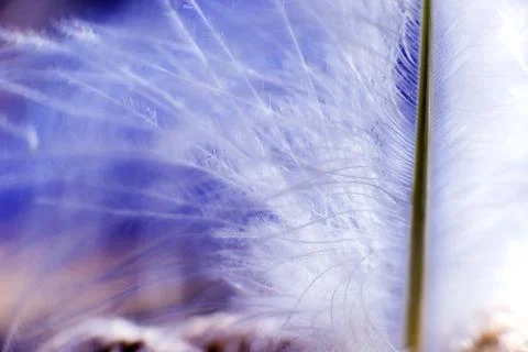 Feather birds close-up. Macro photography. Beautiful background. Stock Photos