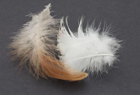 Feather on a black background Stock Photos