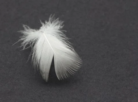 Feather on a black background Stock Photos