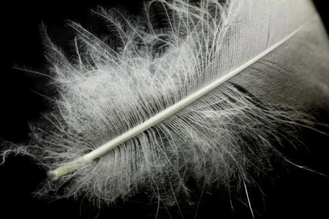Feather on a black background Stock Photos