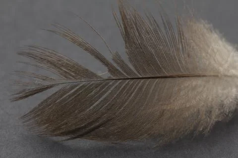Feather on a black background Stock Photos