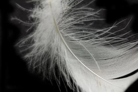 Feather on a black background Stock Photos