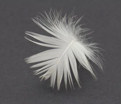 Feather on a black background Stock Photos