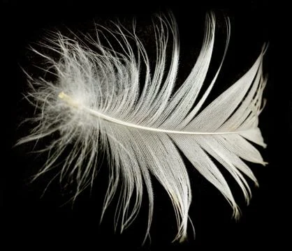 Feather on a black background Stock Photos