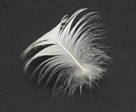 Feather on a black background Stock Photos