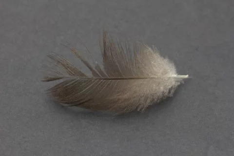 Feather on a black background Stock Photos