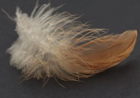 Feather on a black background Stock Photos