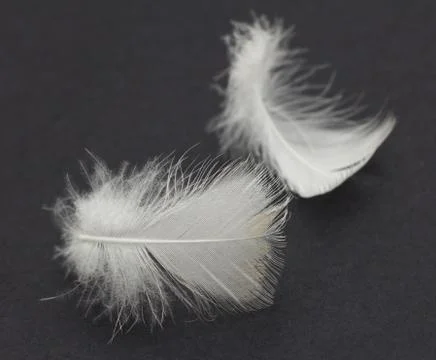 Feather on a black background Stock Photos