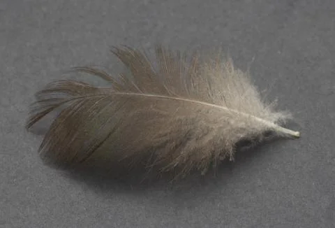 Feather on a black background Stock Photos