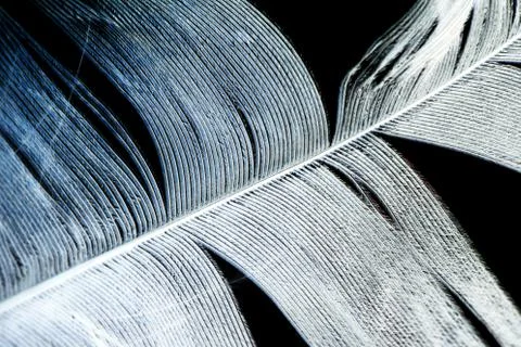 Feather on a black background Stock Photos
