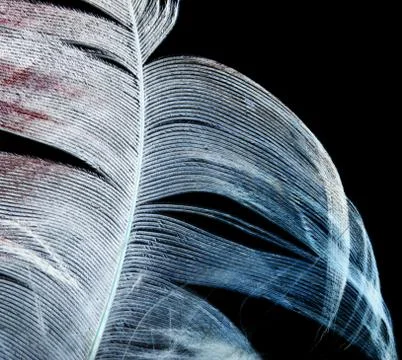 Feather on a black background Stock Photos