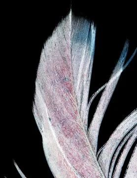 Feather on a black background Stock Photos