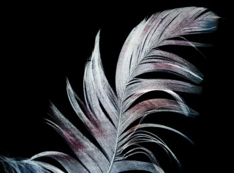 Feather on a black background Stock Photos