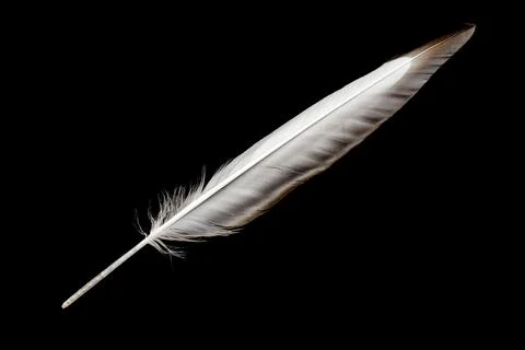 Feather on black background Stock Photos