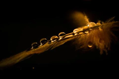 Feather on a black background with water droplets. Golden feather close up. Stock Photos